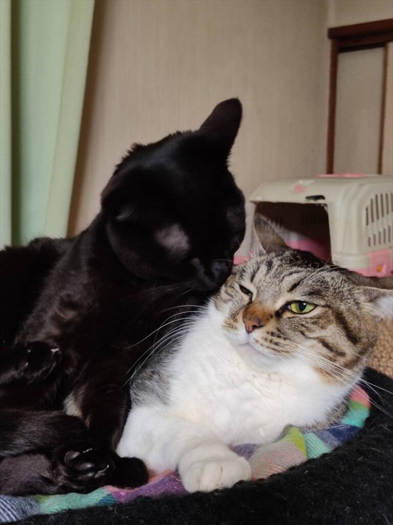 森 夏鈴（もり かりん）