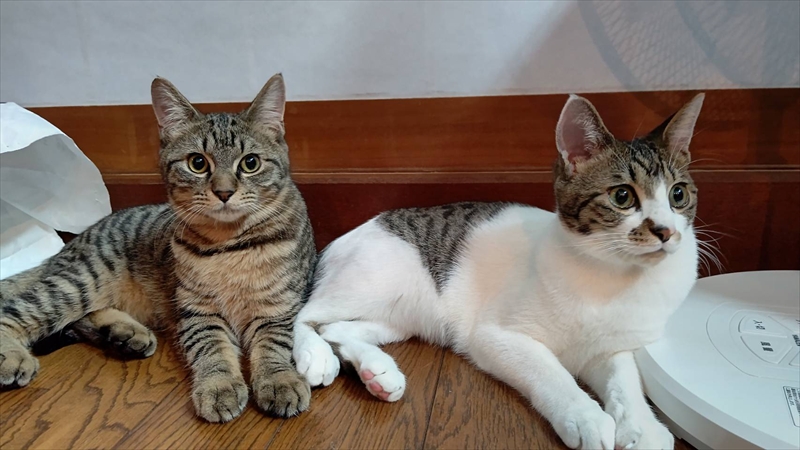 後藤 卓也（ごとう たくや）