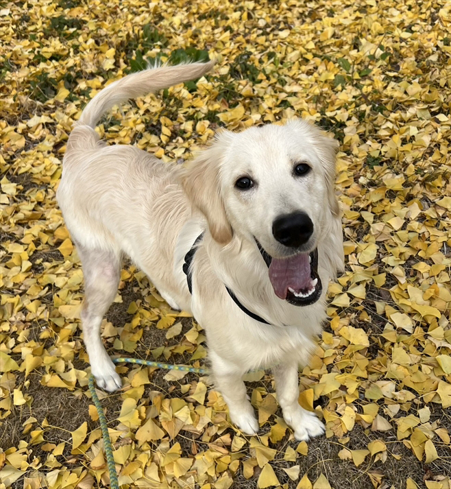 小寺 真那美（こでら まなみ）