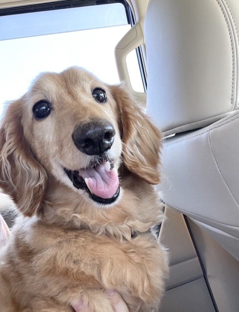 華井 由梨果(はない ゆりか)