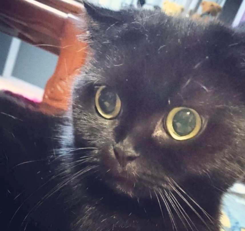 辻 麻穂(つじ まほ)