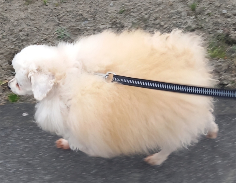 Hさん